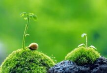 Không đầu hàng số phận