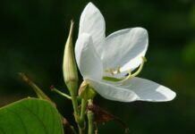 Sự tích hoa ban trắng