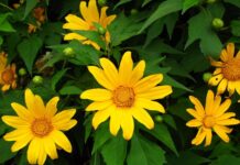 Sự tích hoa Dã Quỳ