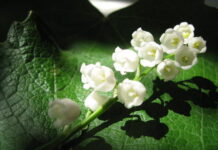 Sự tích hoa Linh Lan