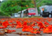 Rồi cánh hoa kia cũng sẽ tàn