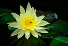 Những loài hoa thủy sinh đẹp nhất thế giới