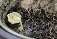 Tình cờ phát hiện loại thuốc tiêu diệt vi khuẩn kháng kháng sinh trong… vườn nhà