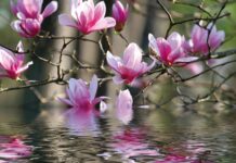 Sự tích hoa Mộc Lan