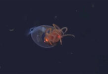 Lần đầu tiên quay được cảnh mực khổng lồ sống dưới đáy đại dương