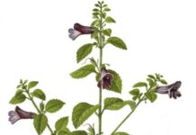 Sự tích cây nhân trần