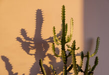 RỐI LOẠN ẢNH HƯỞNG