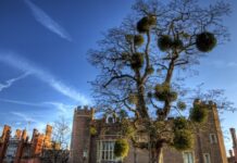 Sự tích cây tầm gửi