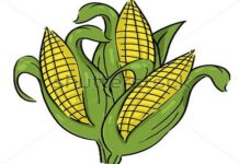 Sự tích cây ngô