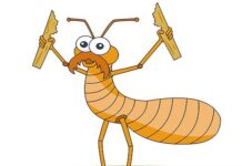 Sự tích con mối