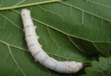 Sự tích Con tằm