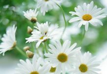 Sự tích hoa cúc tây