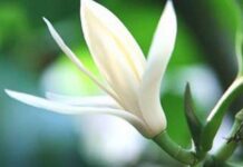 Sự tích hoa Ngọc Lan