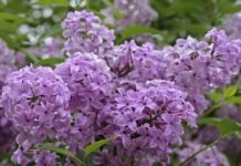 Sự tích hoa Tử Đinh Hương Ba Tư