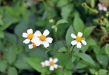 Sự tích hoa Xuyến chi