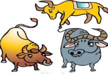 Tại sao trâu đen, bò vàng?