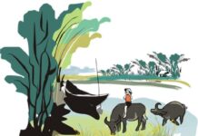 Gốc tích cái nốt dưới cổ con trâu