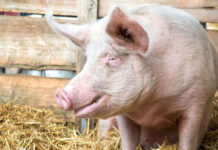 9 truyện cười thâm thúy về cuộc sống