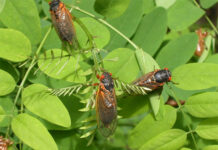 Sự tích ve sầu rỗng ruột