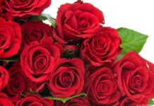 Truyền thuyết về Hoa Hồng