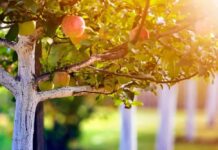 Quả táo bất hòa