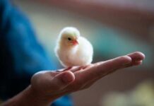 An phận thủ thường