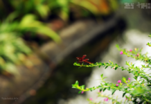 Chuyện bằng chuyện cấp, chuyện của riêng mình