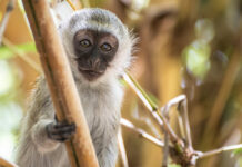 CON KHỈ TRONG NHÀ TẮM