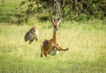 Ưa ngồi ghét chạy