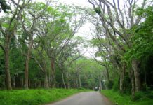 Cáo mượn oai hùm