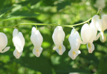 Không thể sửa chữa