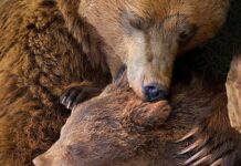 Xúc động 20 năm bị mặc áo sắt rút mật, gấu mẹ giết gấu con rồi tự tử