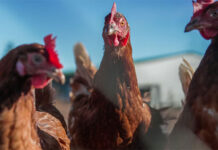 Australia lo ngại nguy cơ chủng cúm H5N1 làm tuyệt chủng các loài bản địa