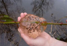 Bí ẩn cơn mưa chất nhầy mang theo thứ dịch bệnh khiến cả thị trấn nhập viện