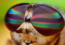 Sự tích chuyện tình Ruồi Chúa và anh tiều phu