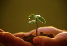 Hãy cứ dại khờ