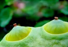 Sinh hoạt với giáo viên