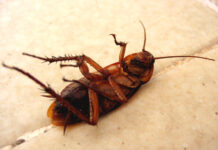 Một cái chết dễ thương