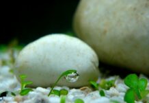 Giá trị của một hòn đá