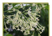 Sự tích hoa dạ lan hương