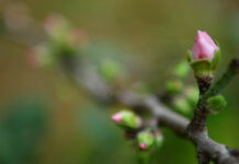 TỰ TIN ĐỂ TRỞ THÀNH NHỮNG MẢNH GHÉP XUÂN