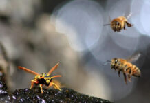 THE BUZZ