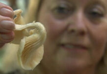 Chiết xuất từ nấm bào ngư trị ung thư đại tràng