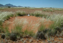 Kì lạ những vòng tròn “từ trên trời rơi xuống”