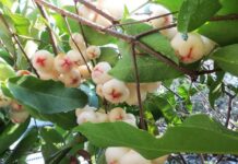 Sự tích quả roi