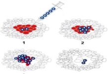 Dùng virus tiêu diệt tế bào ung thư gan