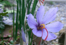 Tác dụng của Nghệ tây với bệnh ung thư gan