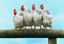 PLANET OF THE CHICKENS