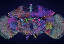 Bản đồ não bộ – cột mốc quan trọng trong nghiên cứu sinh học thần kinh