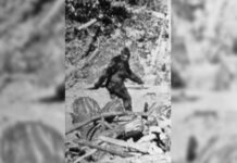 Đến nay, các nhà khoa học vẫn trăn trở với câu hỏi: Quái vật Bigfoot có thật không?